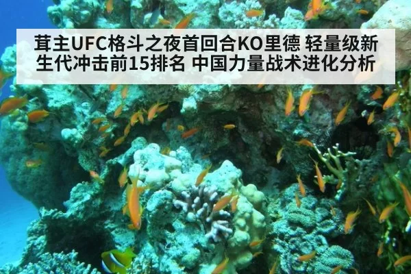 茸主UFC格斗之夜首回合KO里德 轻量级新生代冲击前15排名 中国力量战术进化分析